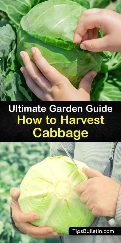Learn how to grow your own cabbages (Brassica oleracea) from cabbage seeds, from savoy to red cabbage, and harvest fresh cabbage leaves to make everything from coleslaw to sauerkraut. We also discuss how to store heads of cabbage to keep them fresh for months. #howto #cabbage #harvest