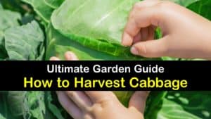 How to Harvest Cabbage titleimg1