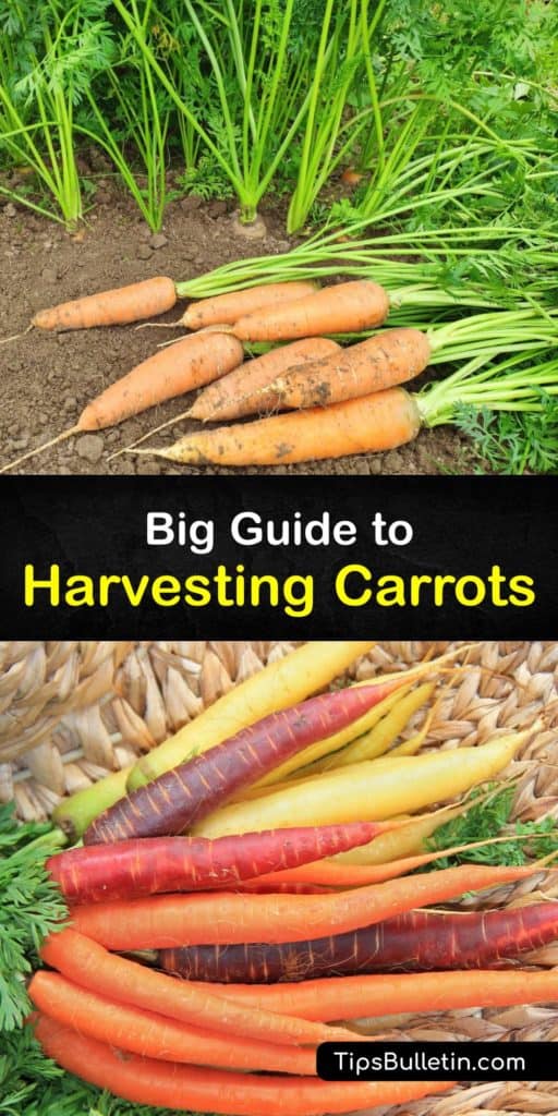 Find out all about harvesting and growing carrots. Learn the best carrot varieties like Chantenay and Nantes. Plant carrots in rich, loose soil for the best germination and growth of carrot roots. Harvest baby carrots when they're under an inch. #harvest #carrots #picking