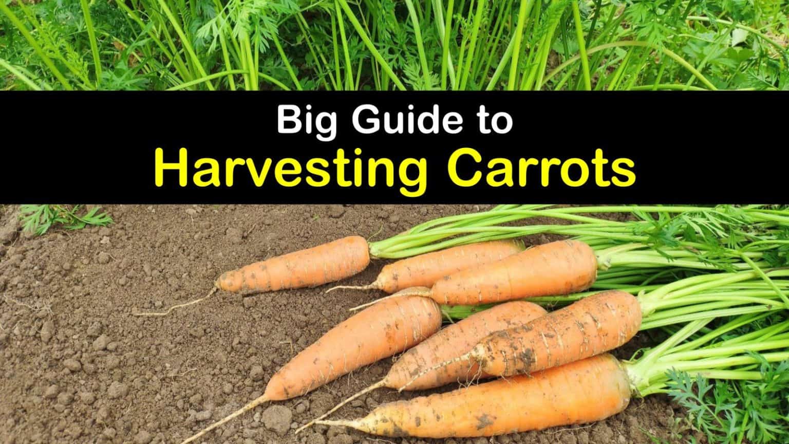 Harvesting Carrots Best Time for Picking Carrots