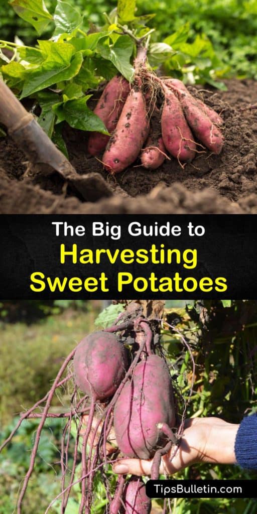 Learn how to grow a sweet potato plant (Ipomoea batatas) in a garden or raised beds and when to harvest sweet potatoes at the end of the growing season. Learn the curing process and ways to store spuds in the root cellar or cool area of your home. #howto #harvest #sweet #potatoes