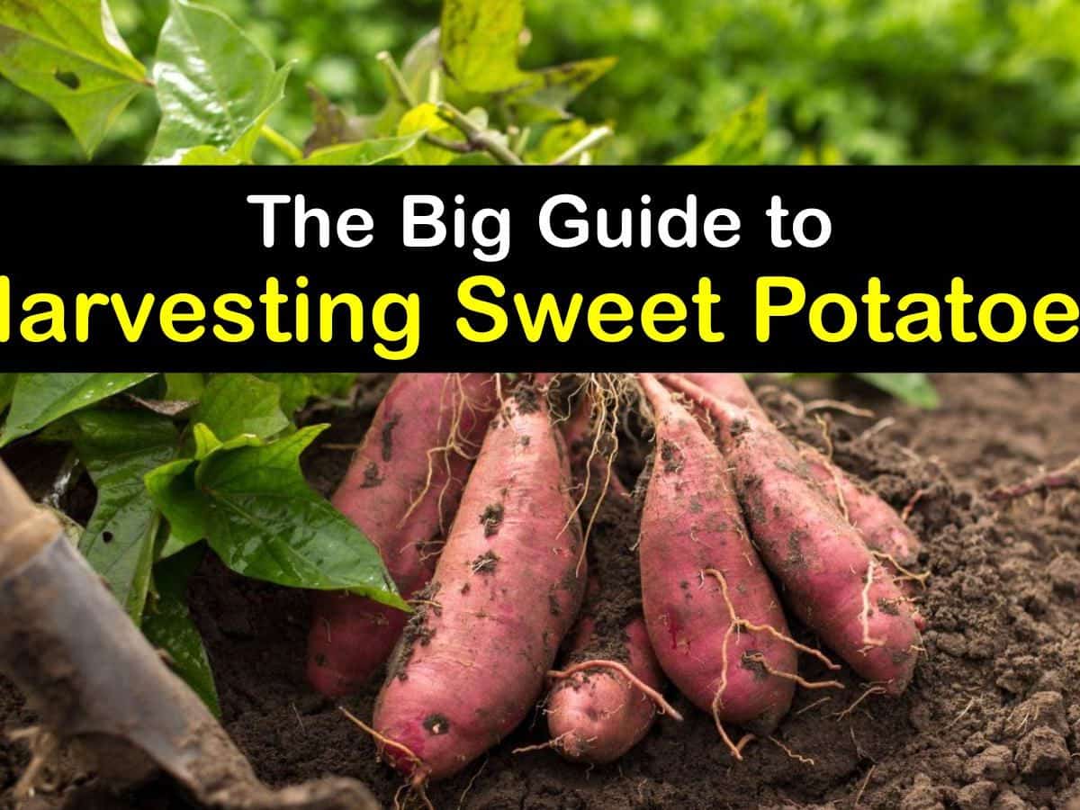 Protecting Sweet Potatoes from Gophers: DIY Solutions for a Healthy Harvest