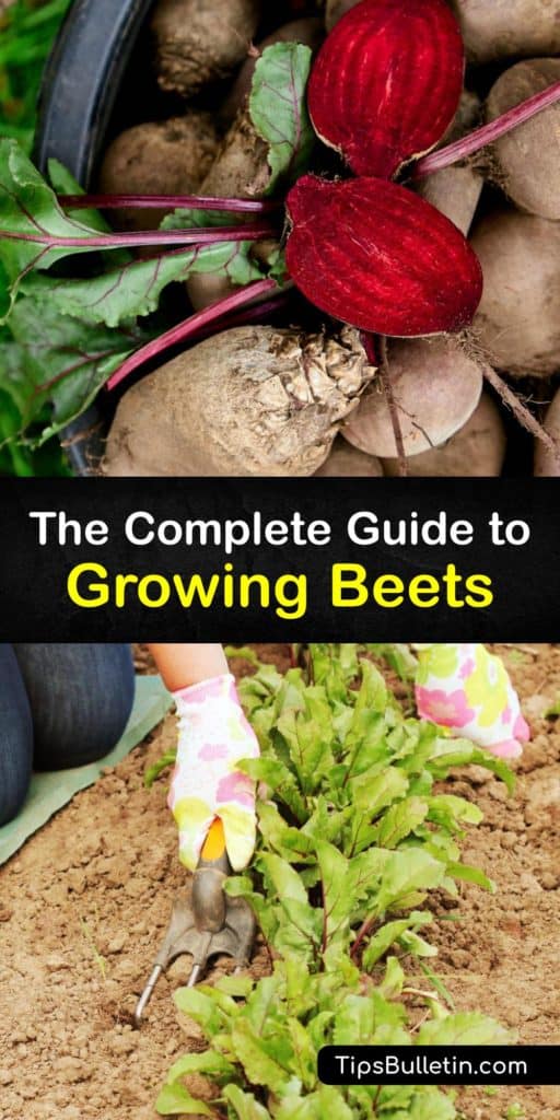 Discover how to plant beets of all types, from Detroit Dark Red beets to Chioggia beets for the tastiest beetroots and beet greens. Start beet seeds indoors for a head start on the season and transplant them into the garden with organic matter in the spring. #howto #plant #beets #growing