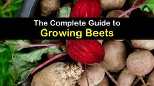 How to Plant Beets titleimg1