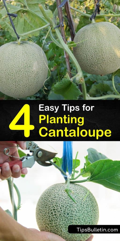 Learn how to grow cantaloupe plants for a good crop at the end of the growing season. Discover how to keep aphids and cucumber beetles from destroying your plants and tips for using black plastic in cold regions and hand pollinating female flowers. #howto #planting #cantaloupe
