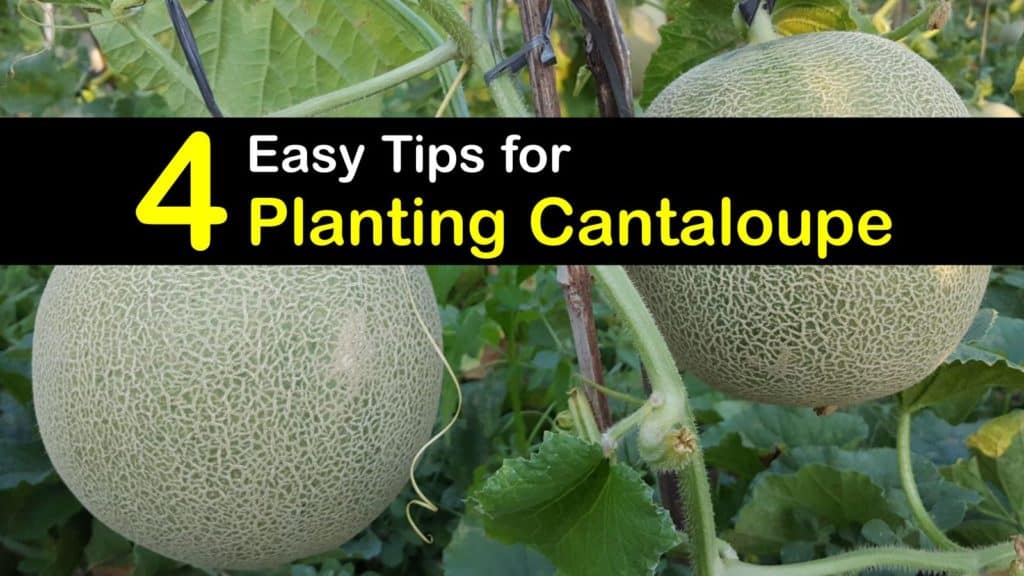 How to Plant Cantaloupe titleimg1