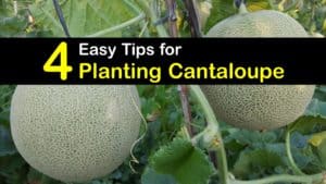 How to Plant Cantaloupe titleimg1