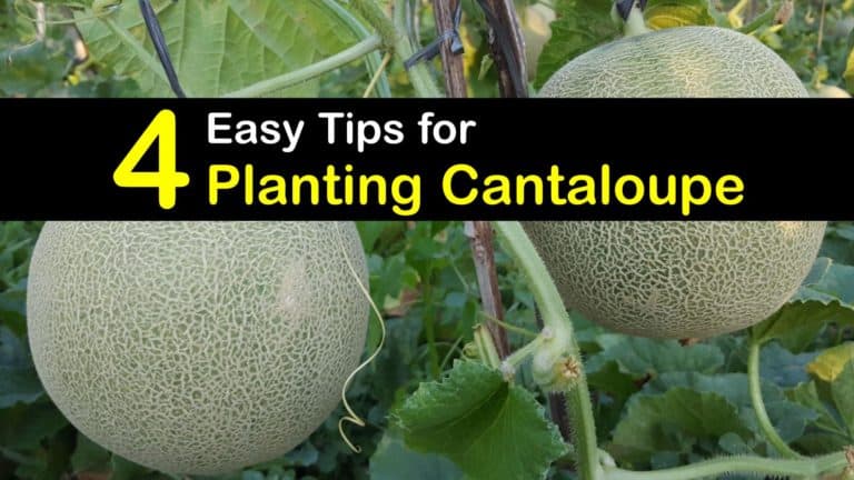 Growing Cantaloupe Plants - Smart Cantaloupe Planting Guide
