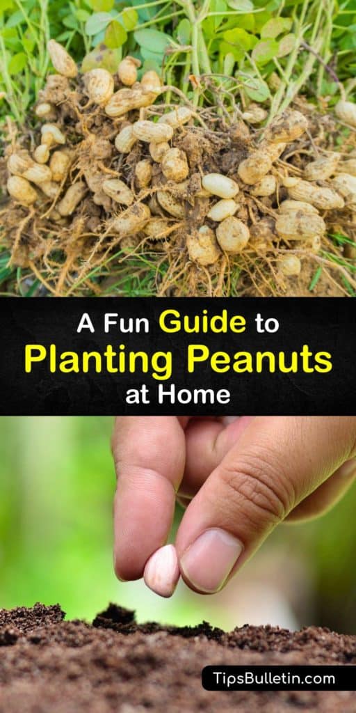 Learn how to plant peanut seeds, from Spanish to Valencia, and enjoy a peanut crop at the end of the growing season. These plants are easy to grow after the last frost in a container or garden bed as long as you give them full sun, water, and feed them calcium. #planting #peanuts #growing