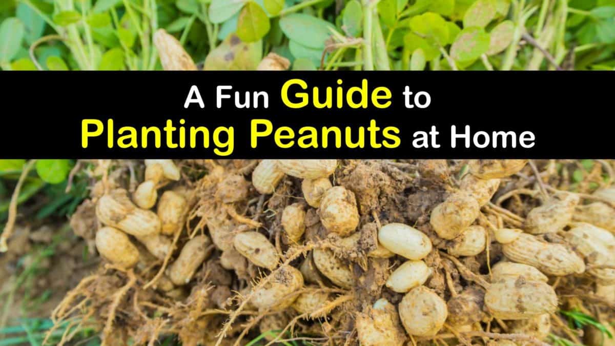 Planting Peanuts Incredible Tips for Growing Peanut Plants