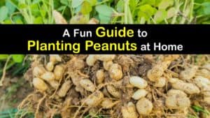 How to Plant Peanuts titleimg1