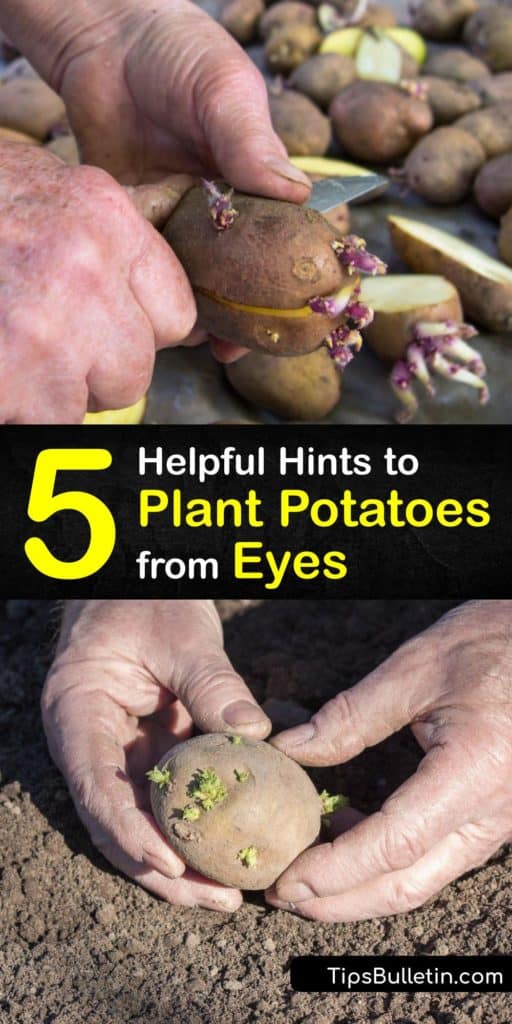 Plant potatoes at home from already existing potato plants. Let us show you how to grow disease-free, new potatoes with only a few inches of soil, hilling mulch, and these tips for plantain potatoes with ease. #plant #potatoes #eyes