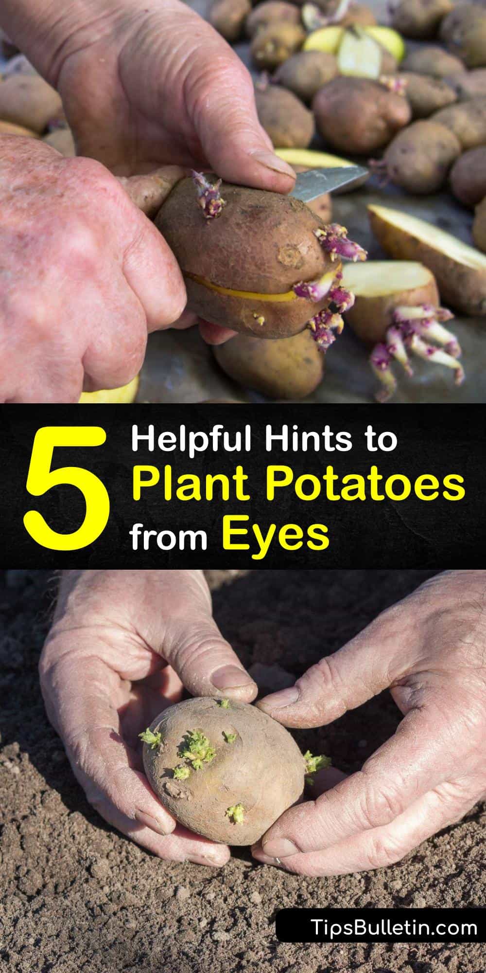 Planting Potato Eyes Quick Guide to Growing Potatoes from Eyes