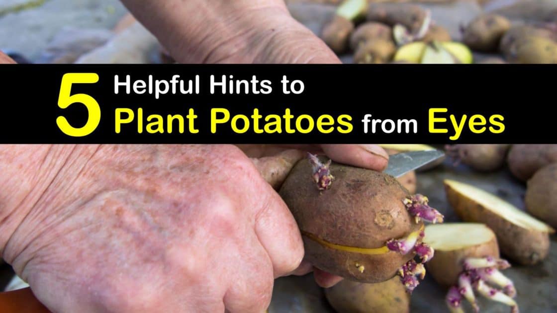 Planting Potato Eyes Quick Guide to Growing Potatoes from Eyes