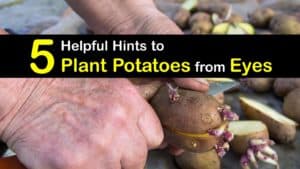 How to Plant Potatoes from Eyes titleimg1