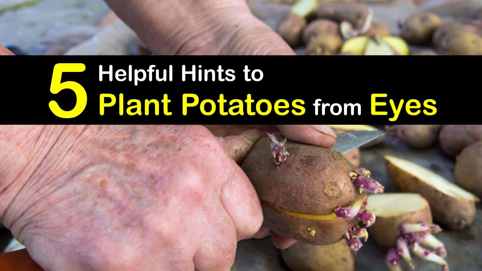 Planting Potato Eyes Quick Guide to Growing Potatoes from Eyes