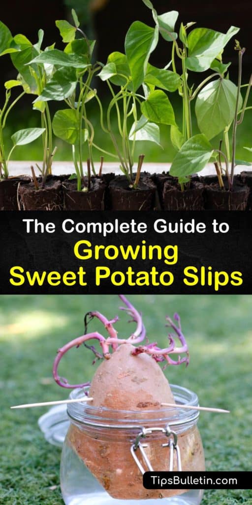 Find out all about growing sweet potatoes, or Ipomoea batatas, in your garden or raised beds. Sweet potato slips are the clones that sprout from mature sweet potatoes. Propagate them in potting soil or suspended over water with toothpicks. #planting #sweet #potato #slips