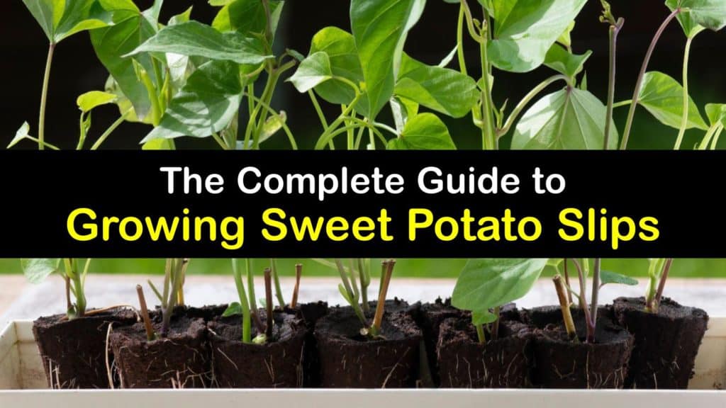 How to Plant Sweet Potato Slips titleimg1