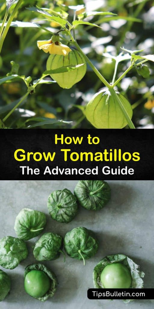 Learn how to grow tomatillos (Physalis philadelphica), otherwise called the Mexican husk tomato or ground cherry, in a garden or raised bed by starting them from seed indoors and transplanting them outside in full sun after the danger of frost. #howto #planting #tomatillos #growing