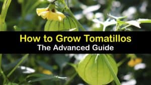 How to Plant Tomatillos titleimg1