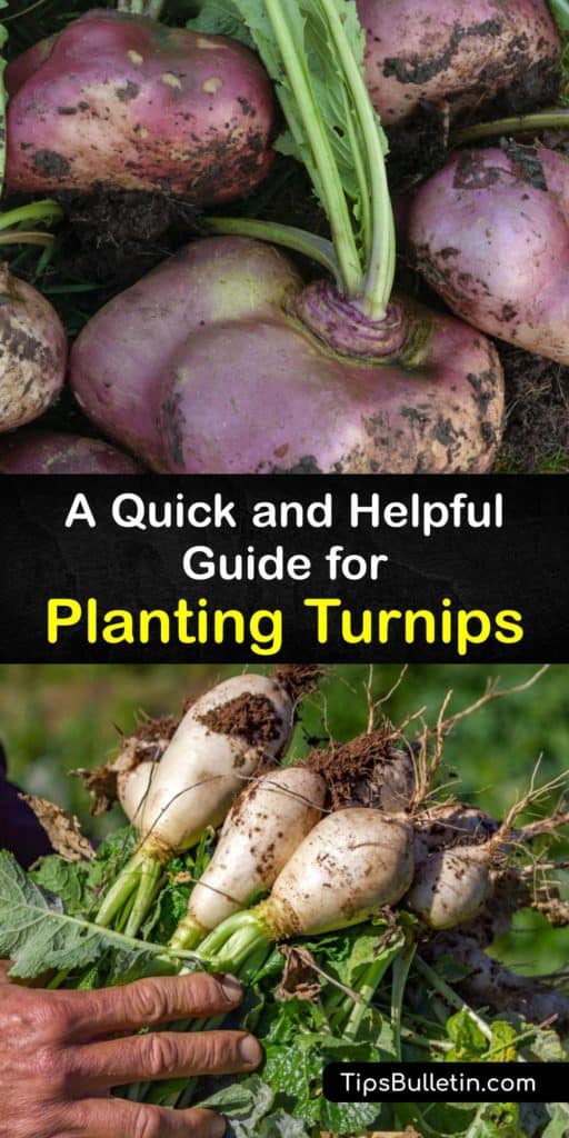 Ditch your old go-to fall crop like rutabagas and grow Purple Top White Globe turnip roots instead. This guide is full of gardening tricks for these biennial plants like spacing, mulch, and controlling aphids in the late summer. #howto #planting #turnips