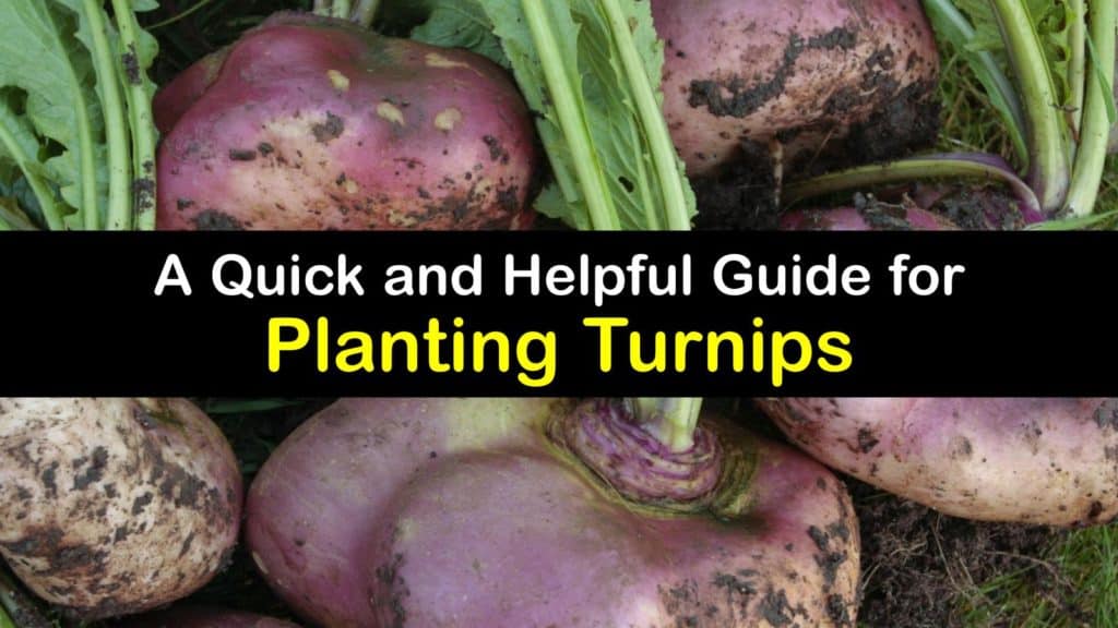 How to Plant Turnips titleimg1