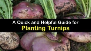 How to Plant Turnips titleimg1