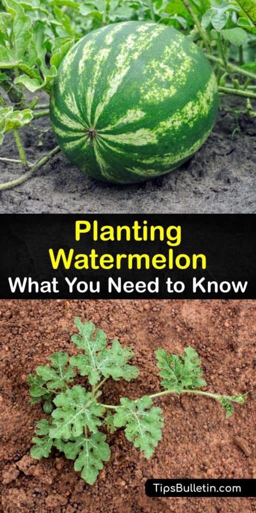 Watch watermelon seeds and cantaloupe ripen throughout the growing season when you follow this advice on growing watermelons at home. This article is full of tips for pollinating female flowers, improving germination, and preventing fungal diseases and cucumber beetles. #howto #planting #watermelon