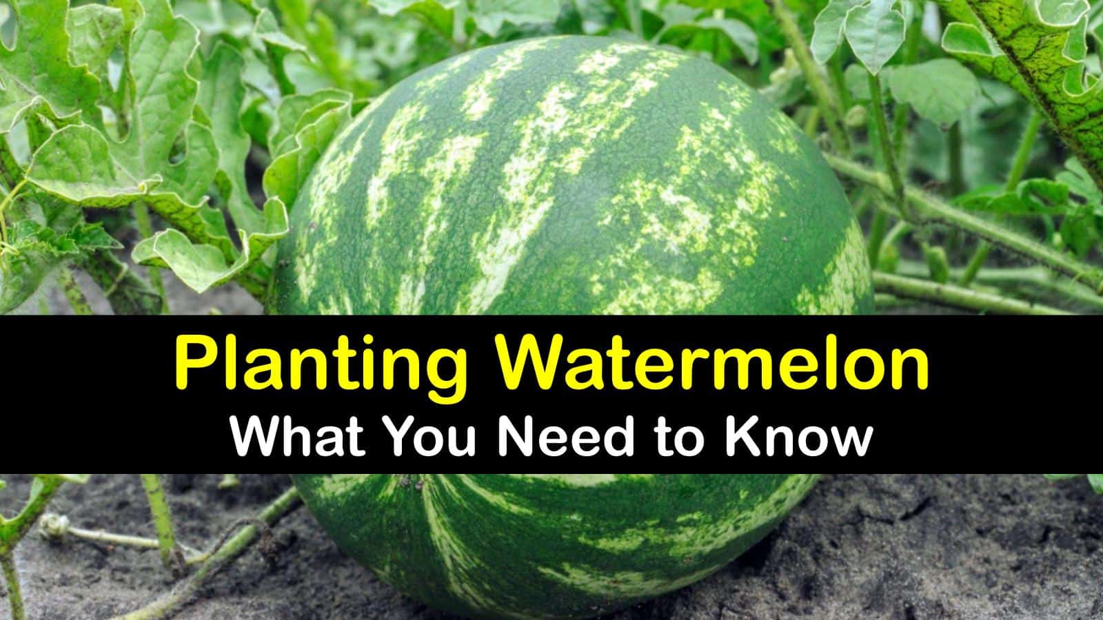 Watermelon Plant Care Simple Tricks for Planting Watermelons