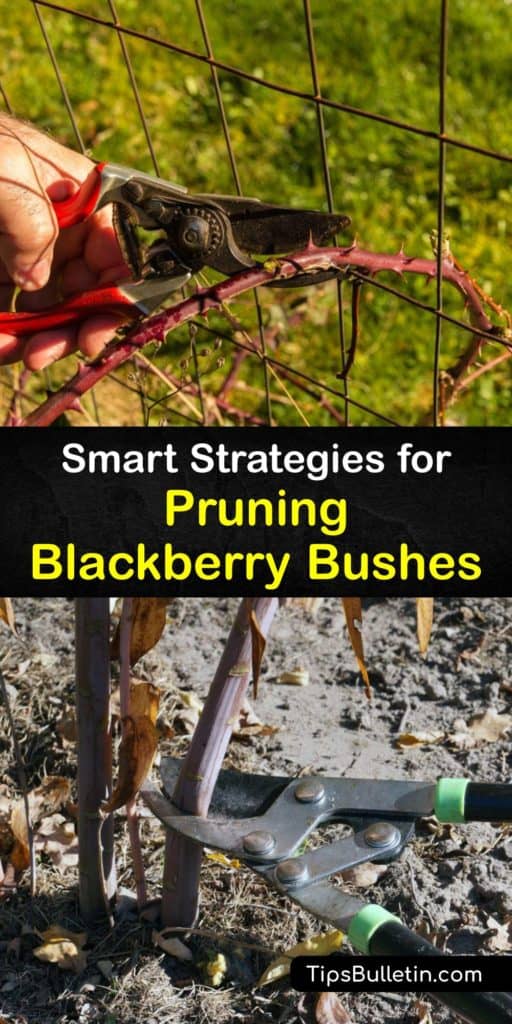 Help your thorny and thornless blackberry bushes thrive this growing season when you prune your blackberry plants and their primocanes in early spring and give them a trellis to grow on. These tips help them produce fruit in excess by mid-summer. #howto #pruning #blackberries