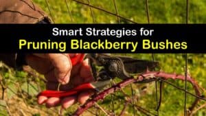 How to Prune Blackberries titleimg1