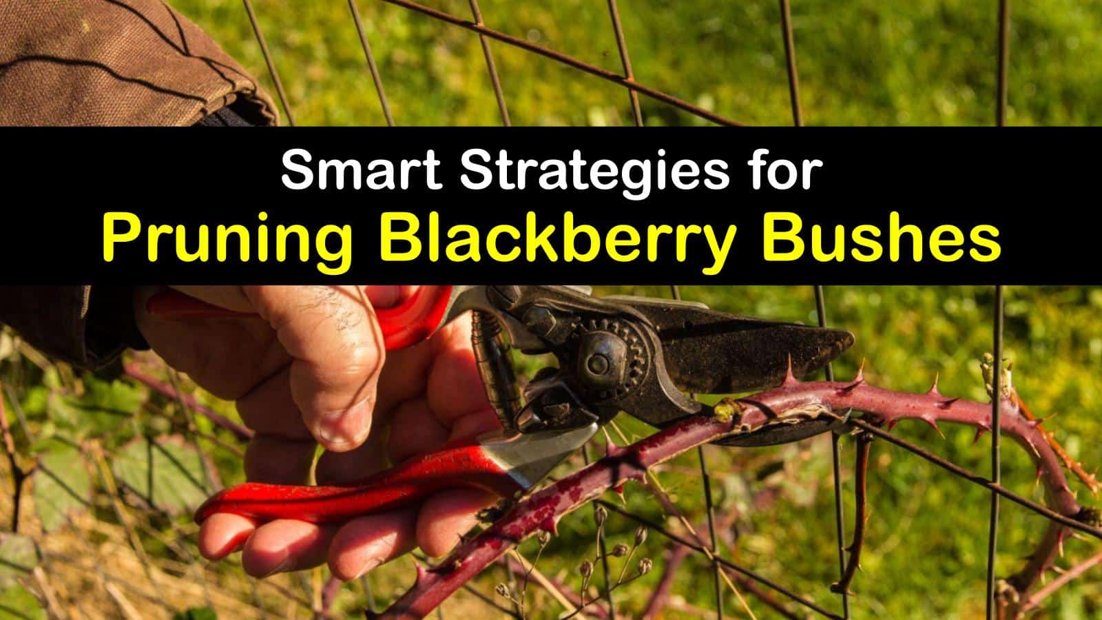 Trimming Your Blackberries Smart Guide to Blackberry Bush Pruning