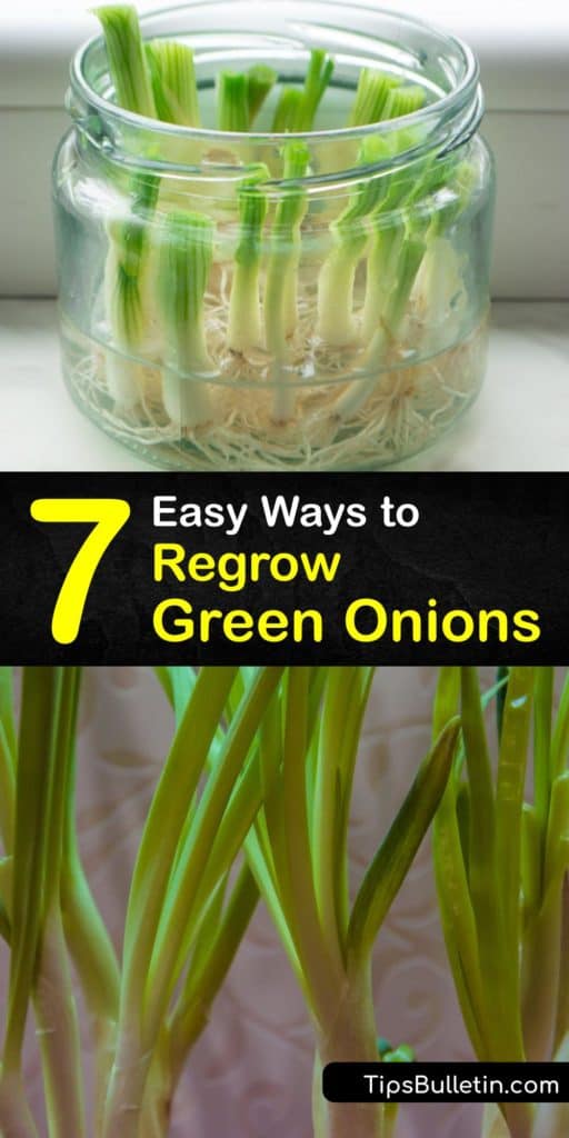 Discover how to regrow green onions from kitchen scraps and enjoy an endless supply of tasty alliums. These immature onions can easily grow in a sunny windowsill or garden by planting the root end in fresh water and potting soil. #regrow #green #onions