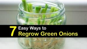 How to Regrow Green Onions titleimg1
