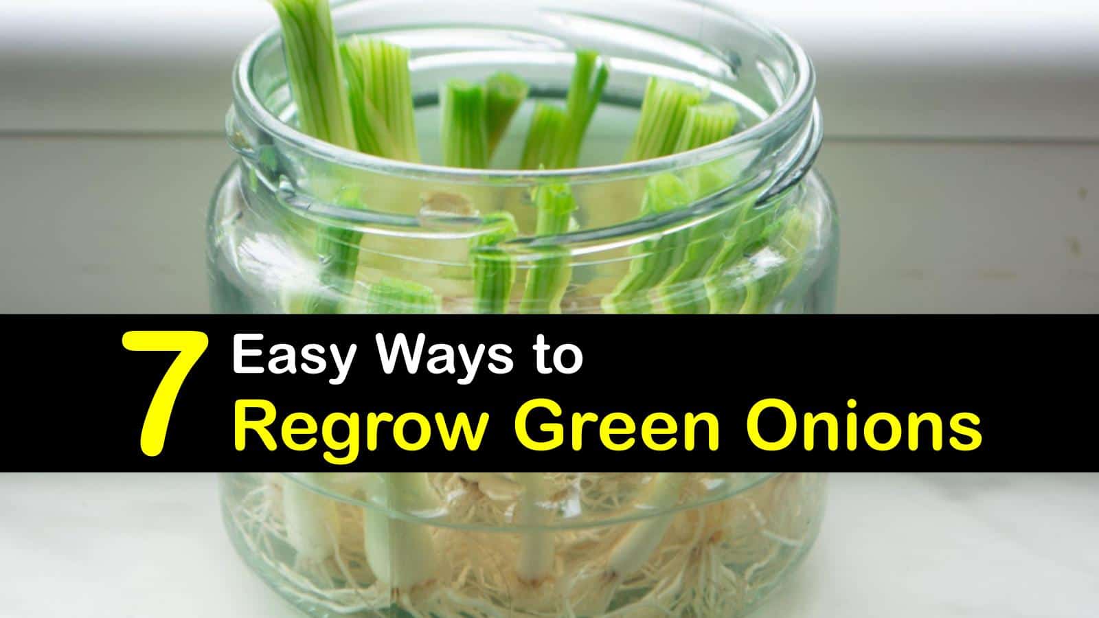 Green Onion Regrowing Tips Smart Tips to Regrow Green Onions