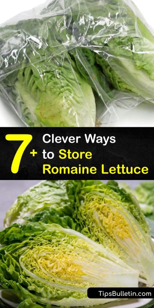 Bring your romaine lettuce leaves, iceberg lettuce, mixed salad greens, and other leafy greens back from the dead with these amazing ways to store lettuce and make them crisp again. All you need is a plastic bag and crisper drawer to keep your veggies vibrant and crunchy. #storage #romaine #lettuce