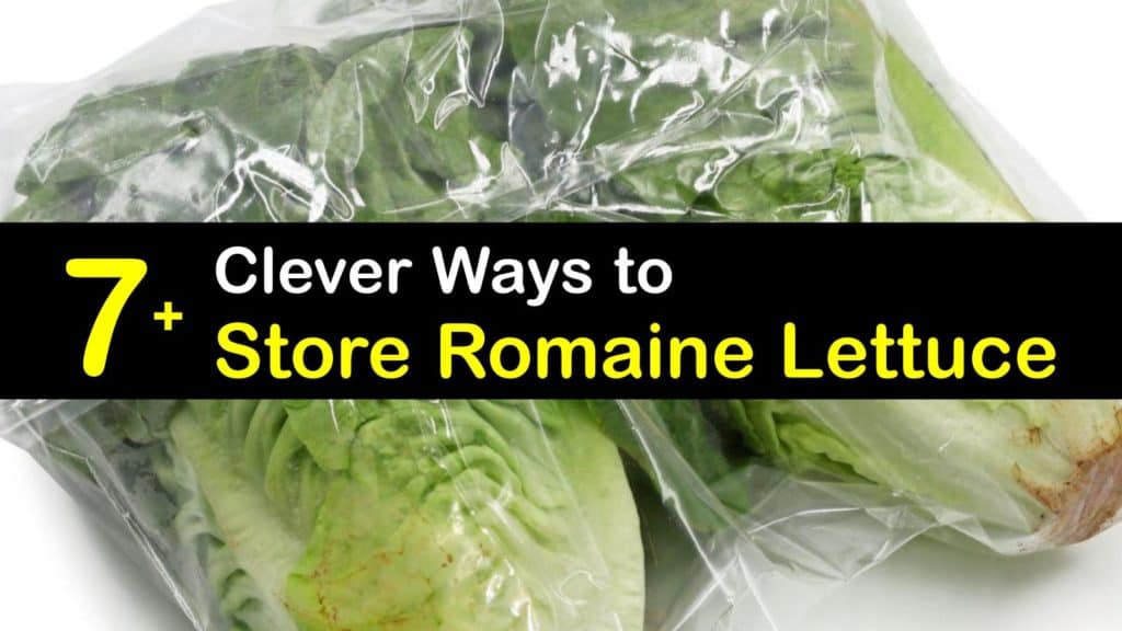How to Store Romaine Lettuce titleimg1