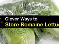 How to Store Romaine Lettuce titleimg1