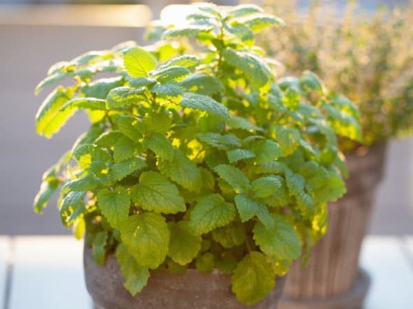Lemon balm is known for deterring mosquitoes.
