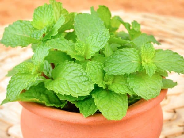 Mint grows just as well indoors as outside.