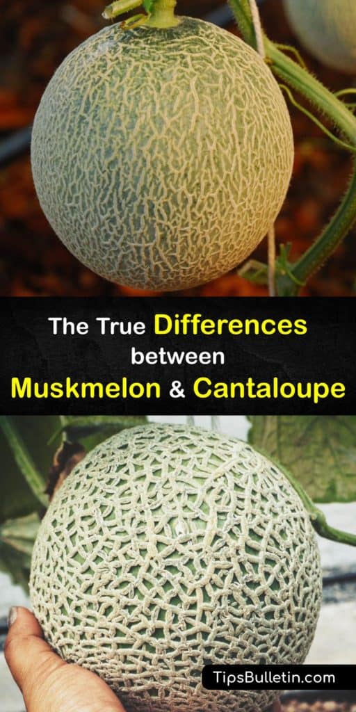 Learn about Cucumis melo and the differences between European cantaloupe, muskmelon, watermelon, and honeydew. Compare differences between health benefits, vitamin A and vitamin C levels, as well as the net-like rind that we all recognize. #muskmelon #cantaloupe