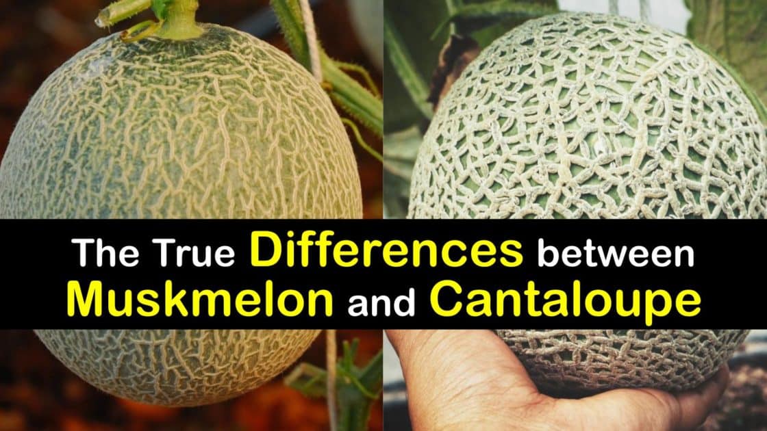 Are Muskmelons and Cantaloupes the Same