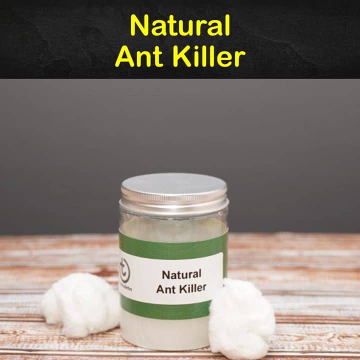 Natural Ant Killer