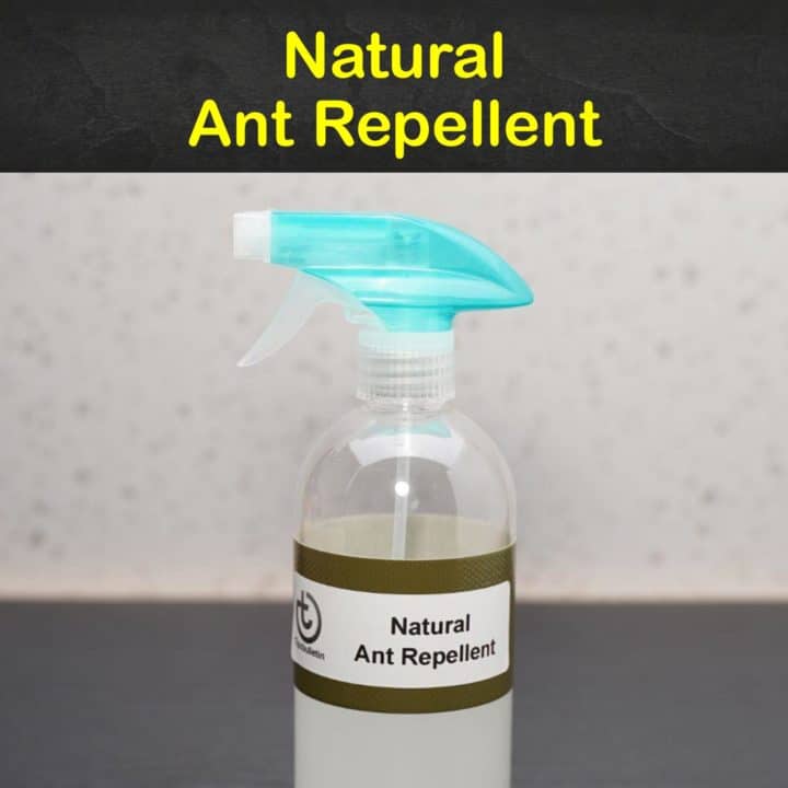 Natural Ant Repellent