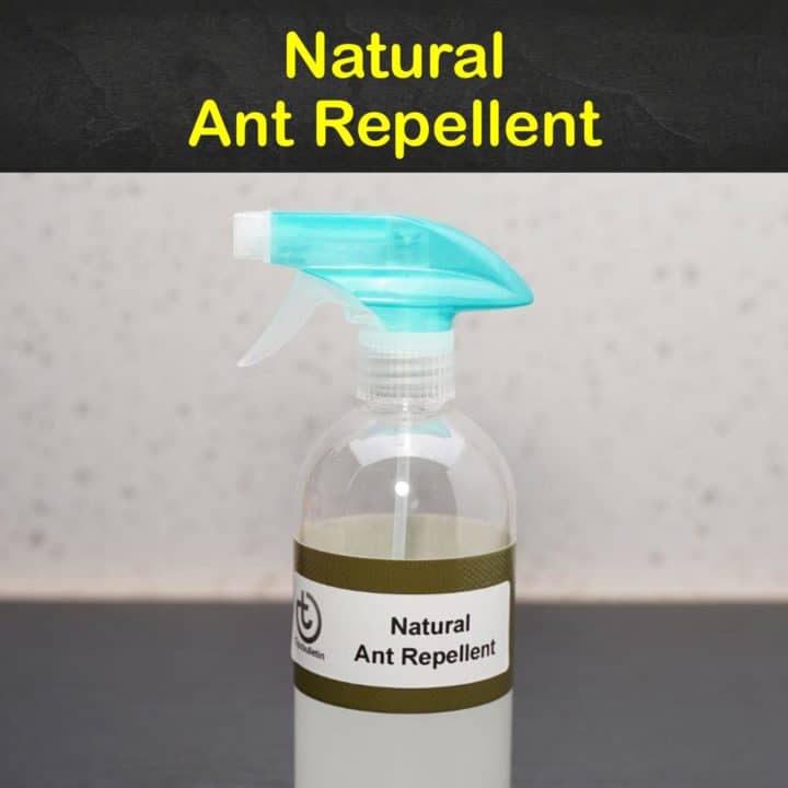 Natural Ant Repellent