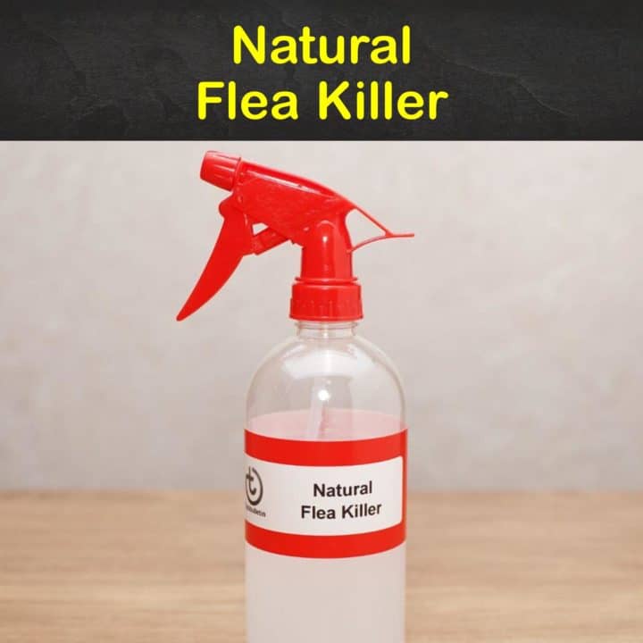 Natural Flea Killer