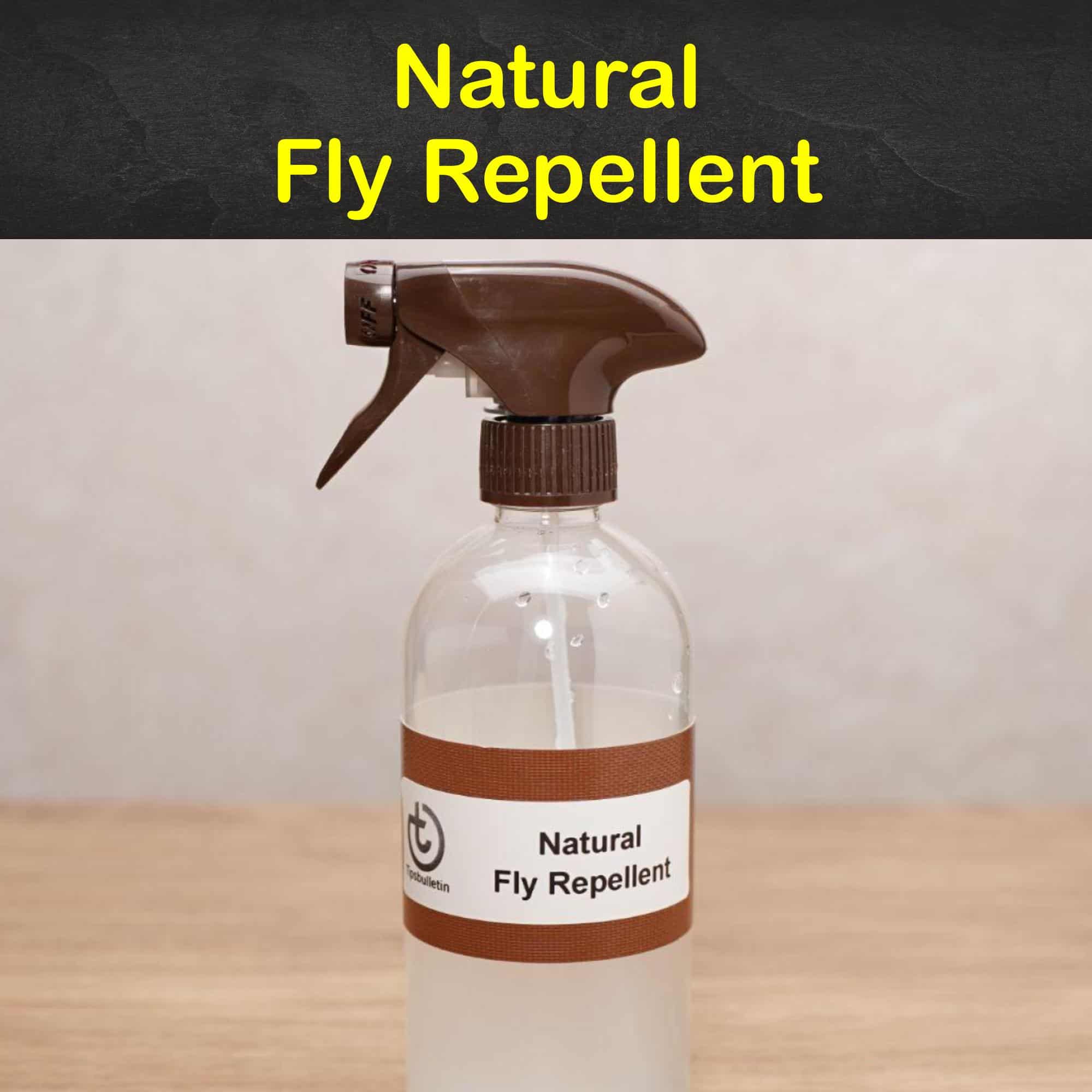 Keeping Flies Away 15 Natural Fly Repellent Tips and Recipes