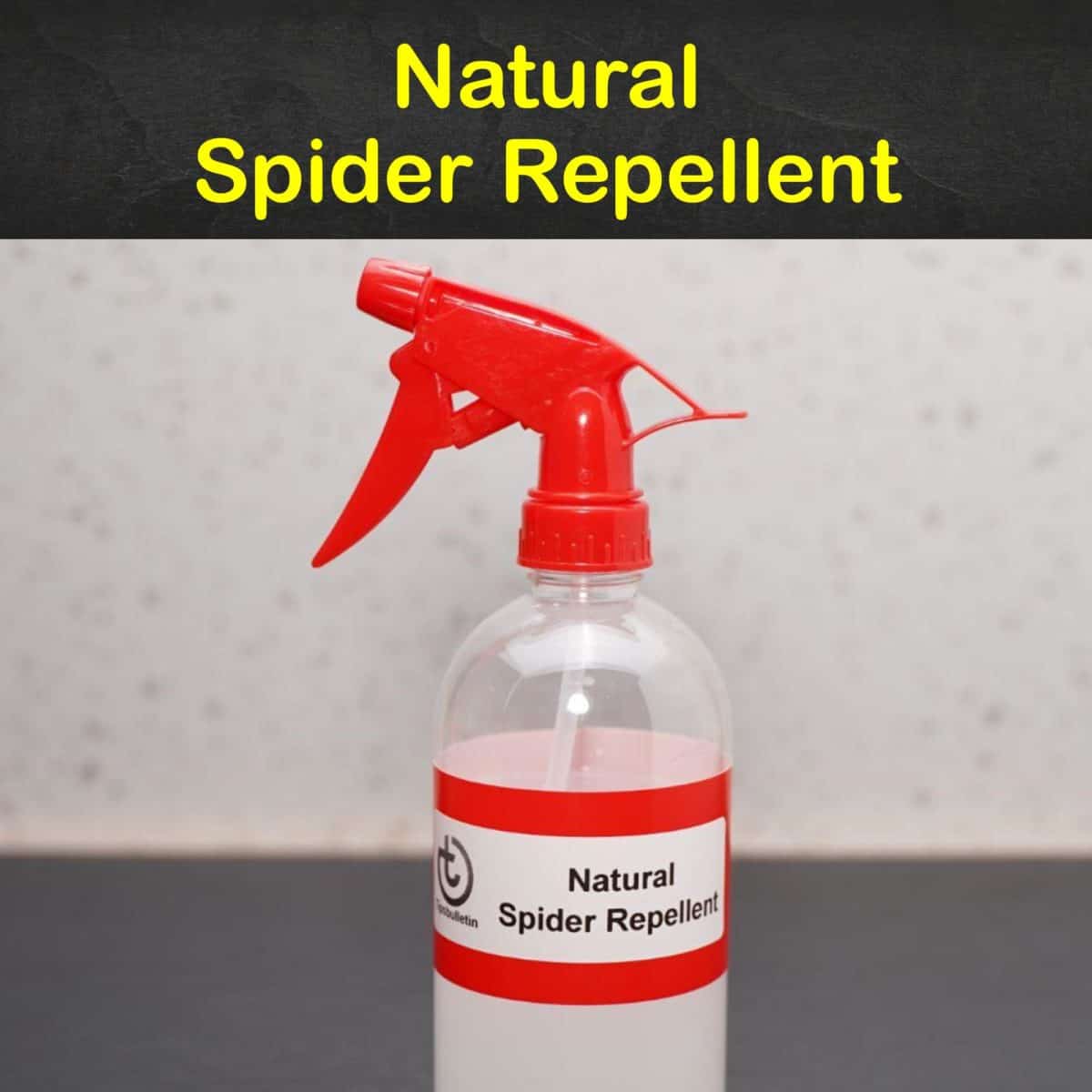 11 EasytoMake Spider Repellent Recipes