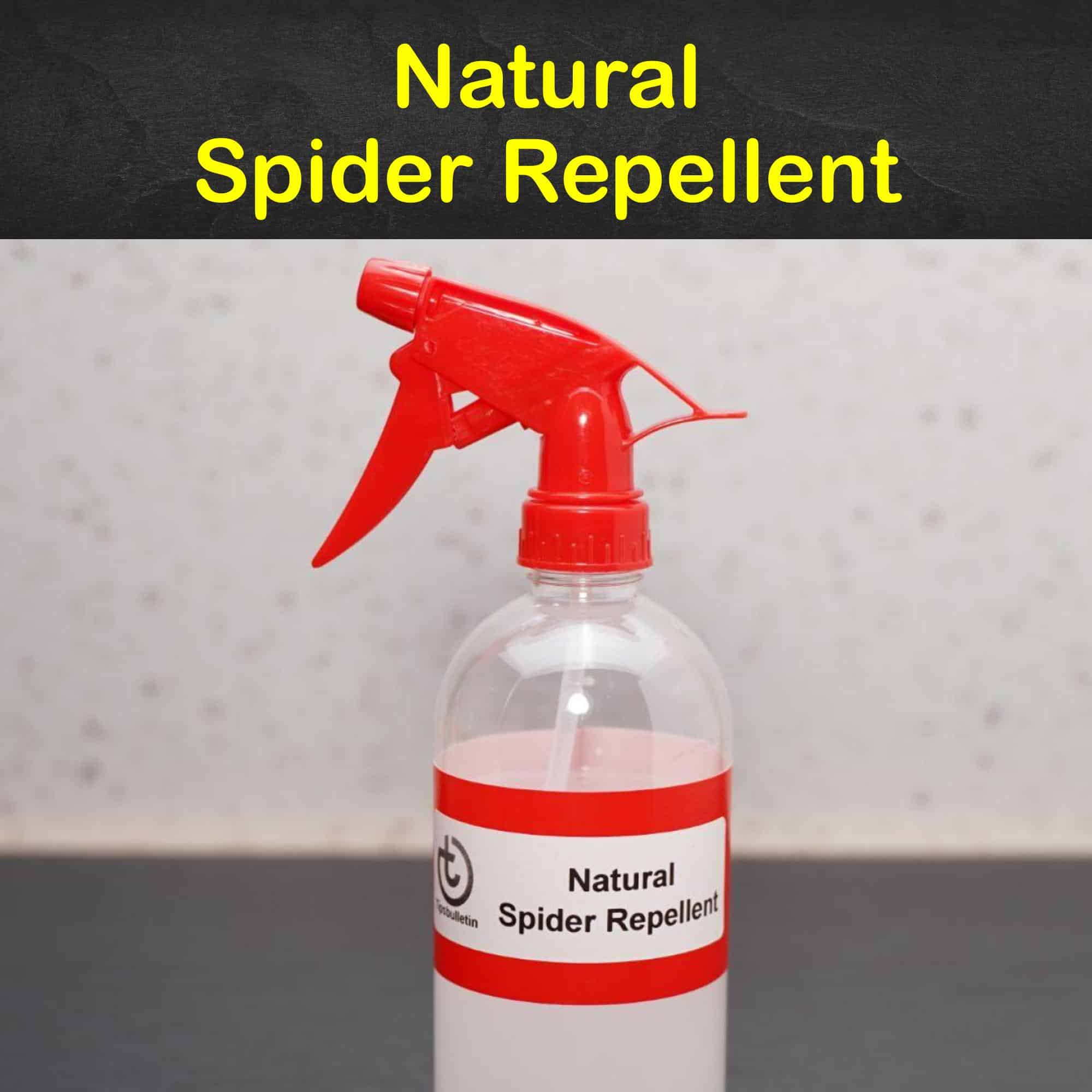 11 EasytoMake Spider Repellent Recipes