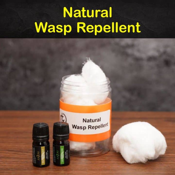 Natural Wasp Repellent